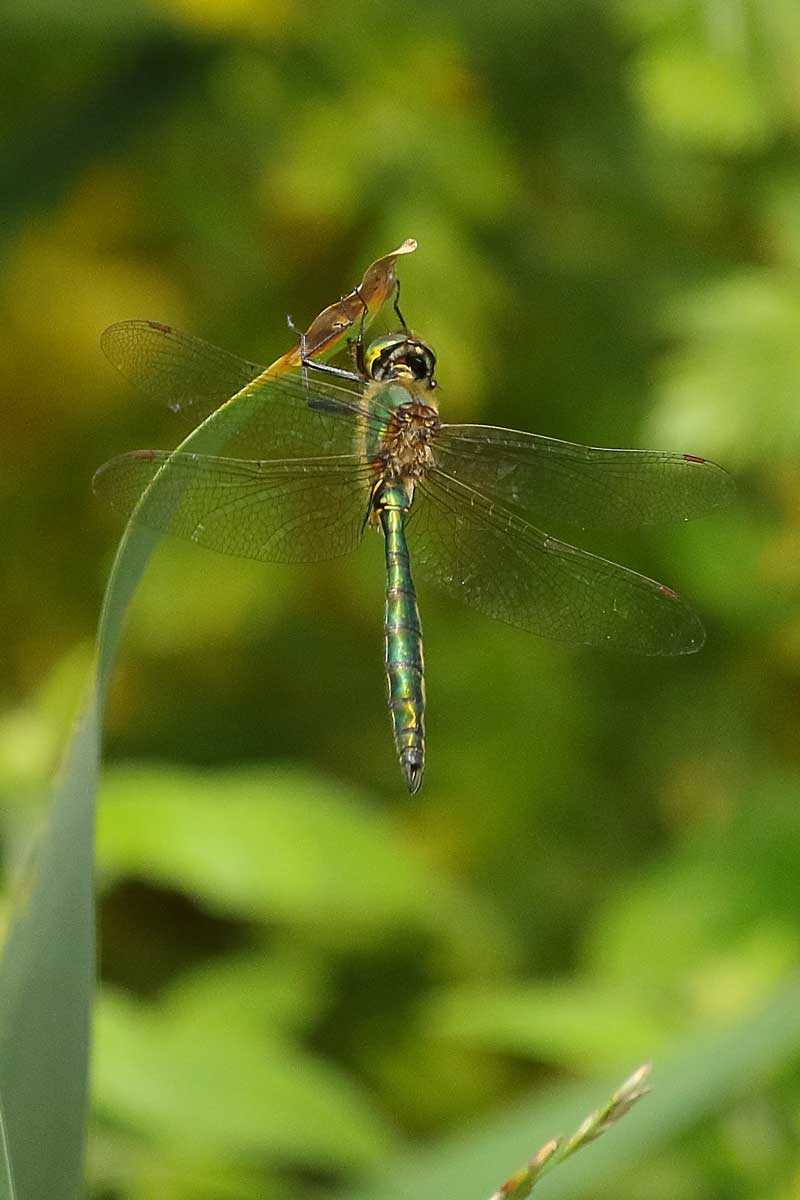 Somatochlora_metallica